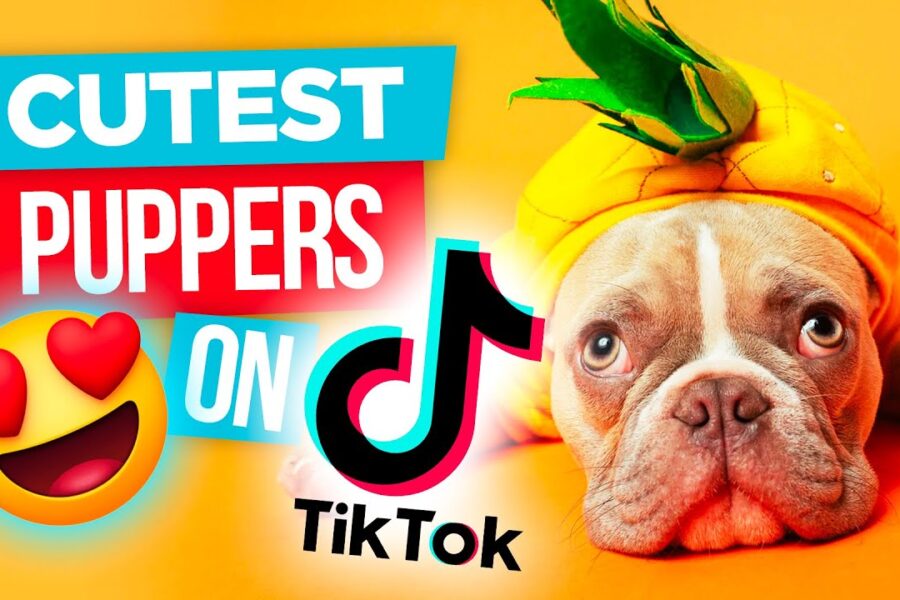 YouTube Thumbnails | PupperVille