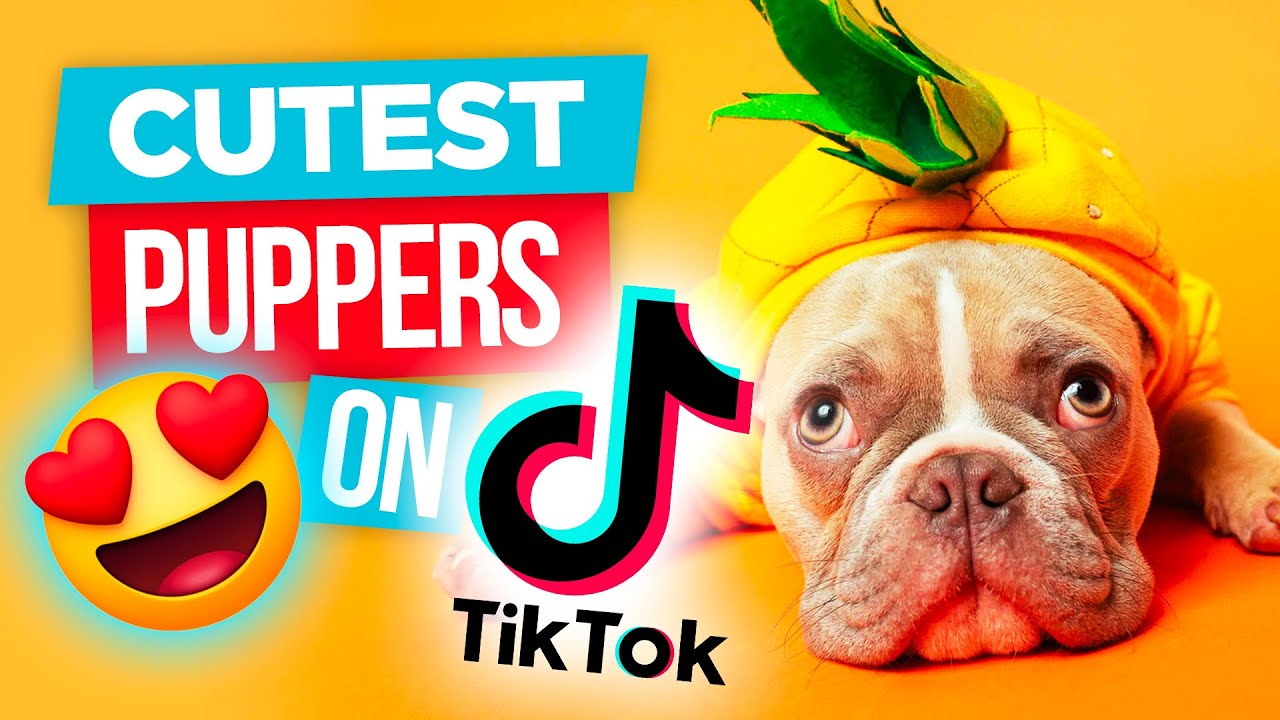 YouTube Thumbnails | PupperVille